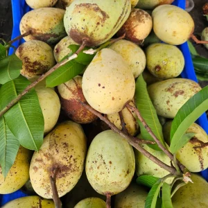 কাটিমন আম এক্সপোর্ট কোয়ালিটি ৩ কেজি