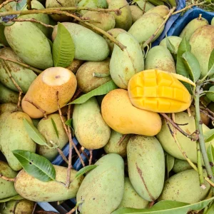 কাটিমন আম এক্সপোর্ট কোয়ালিটি ১০ কেজি