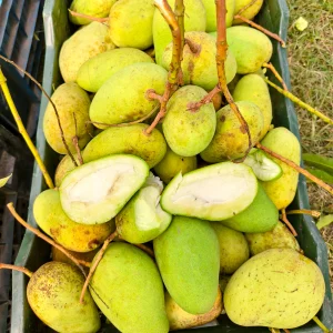 কাচাঁ টকমিস্টি আম সাথে স্পাইসি মসলা ফ্রী