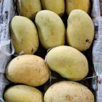 ফজলি আম ( ২০কেজির প্যাকেজ)