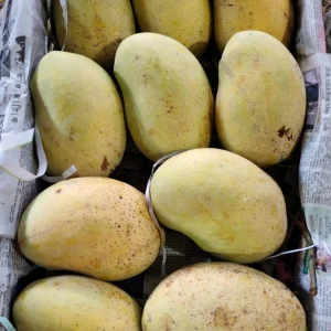 ফজলি আম ( ২০কেজির প্যাকেজ)