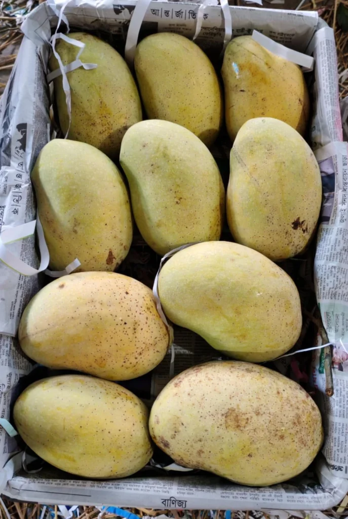 ফজলি আম ( ২০কেজির প্যাকেজ)