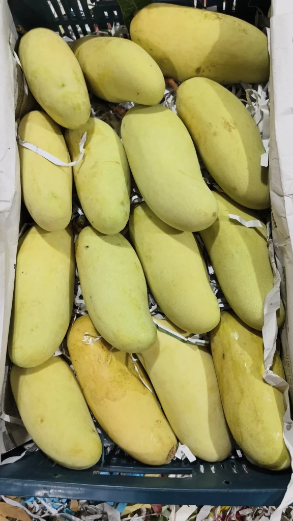 ব্যানানা আম (১০কেজি)