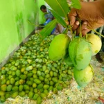কড়ামিস্টি দেশী আম্রপালি (২৪কেজি)