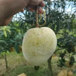 গৌড়মতি আম (৬কেজি)