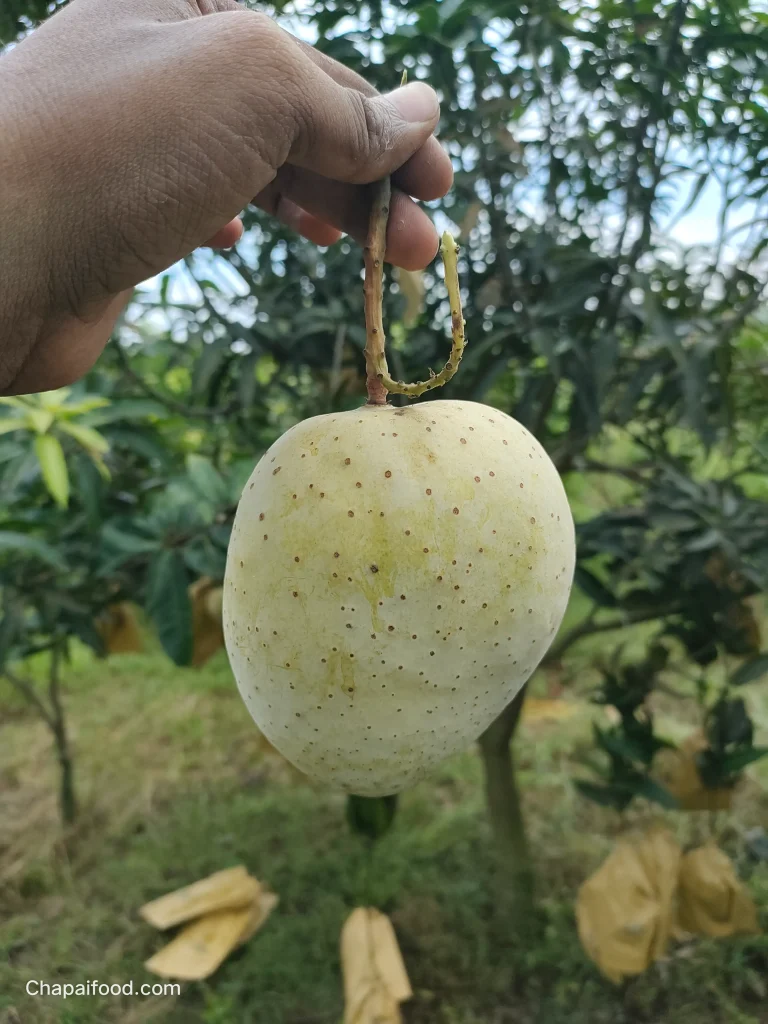 গৌড়মতি আম (৬কেজি)