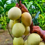 গৌড়মতি আম (২০কেজি)