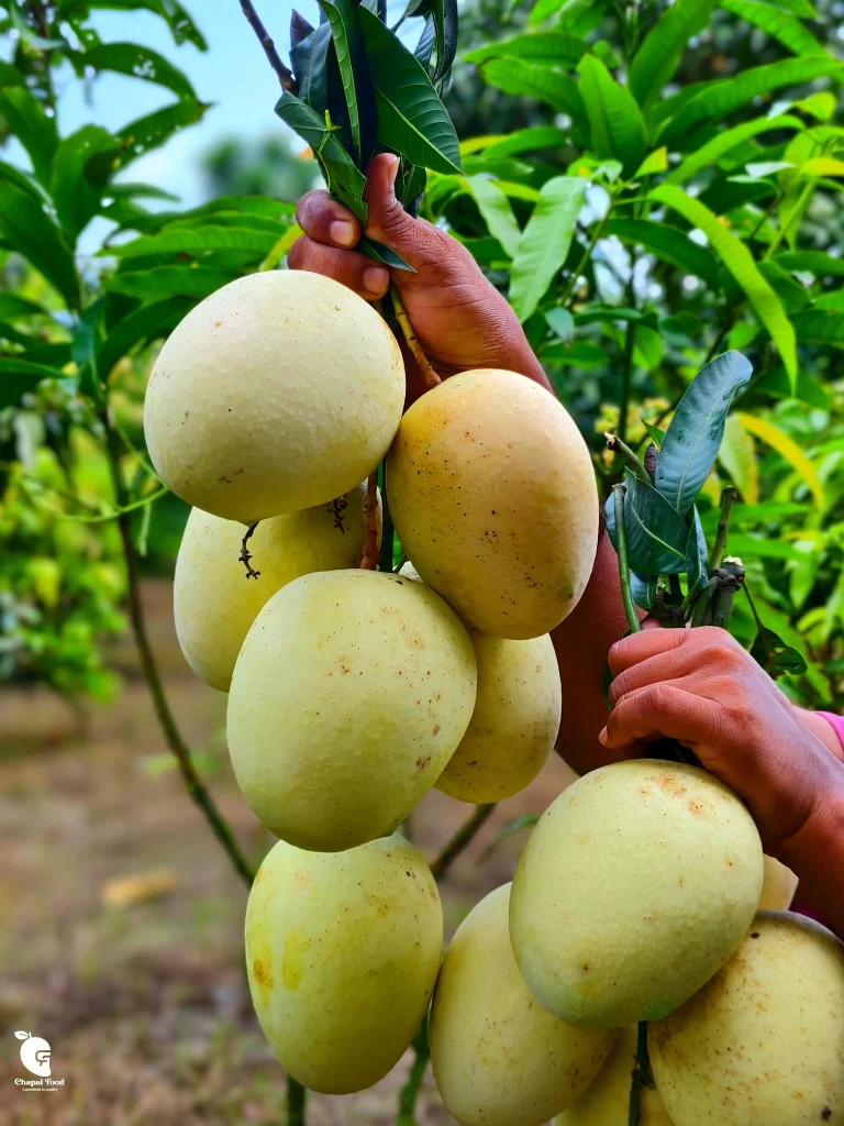 গৌড়মতি আম (১০কেজি)