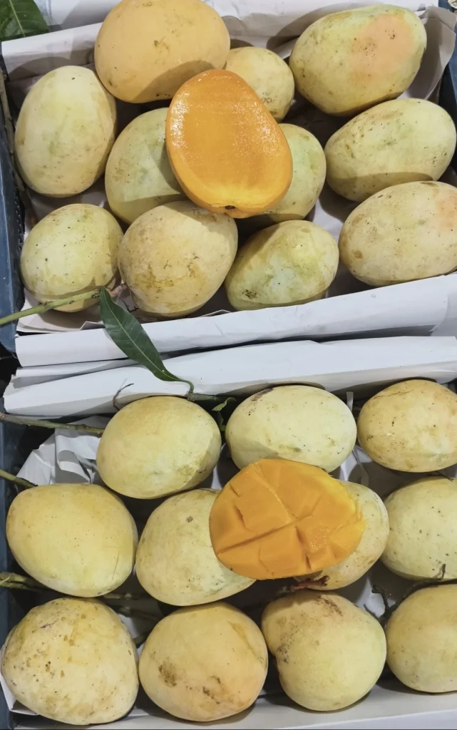 বারি-৪ আম(১০ কেজি)