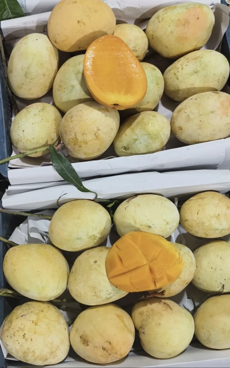 বারি-৪ আম(২০ কেজি)