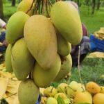 সুইট কাটিমন আম (3 কেজি)
