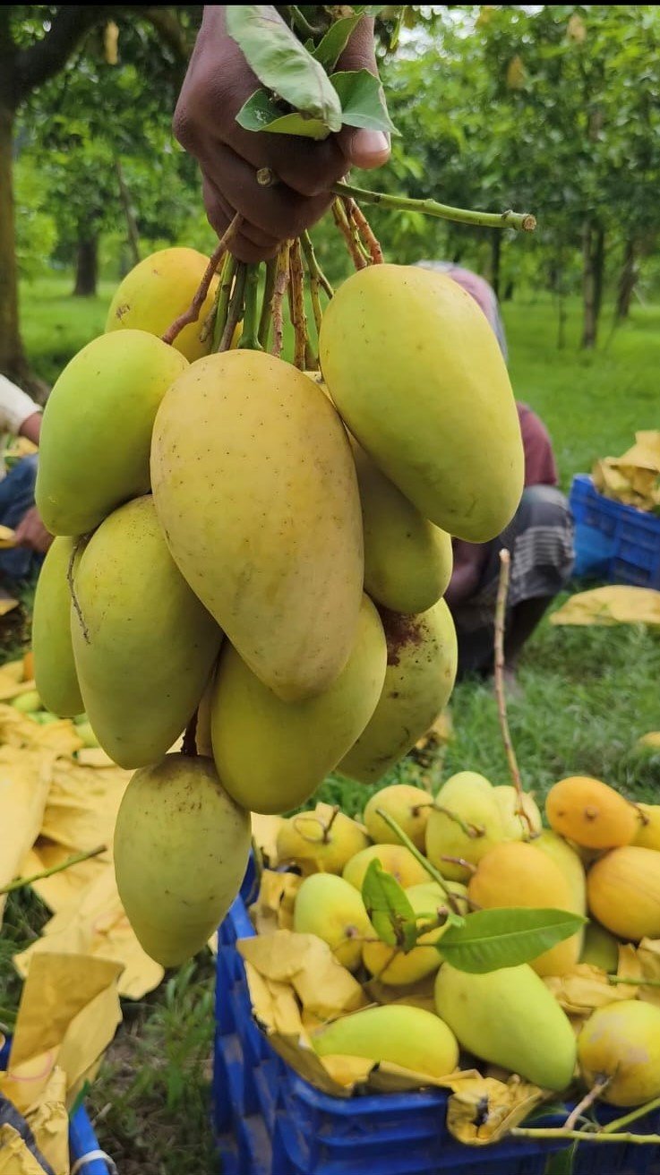 সুইট কাটিমন আম (৬ কেজি)