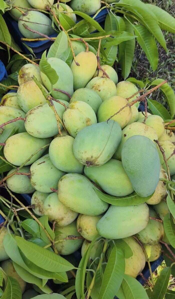 সুইট কাটিমন আম (3 কেজি)